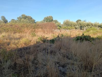 布朗库堡区, 布朗库堡区 6000-630, 葡萄牙