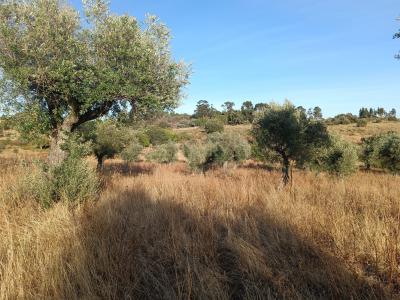 布朗库堡区, 布朗库堡区 6000-630, 葡萄牙