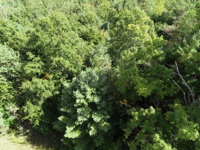 N. Hawkins Road, Luther, מישיגן 49656, ארצות הברית של אמריקה