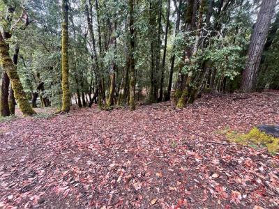 1817 Clover Drive, Willits, California 95490, Estados Unidos