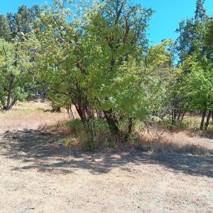 24929 State Highway 88, Pioneer, Califórnia 95666, Estados Unidos