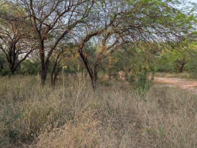 cruce boqueron , Cruce Boquerón, Boquerón 00001, 파라과이