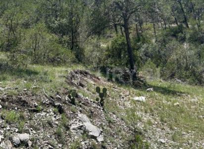 Carretera a Los Lirios S/N,, Arteaga, コアウイラ 25360, メキシコ