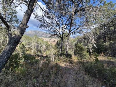 Carretera a Los Lirios S/N,, Arteaga, コアウイラ 25360, メキシコ