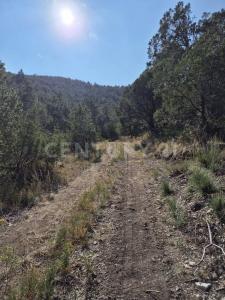 Carretera a Los Lirios S/N,, Arteaga, コアウイラ 25360, メキシコ