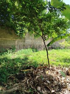 Cumaná, 蘇克雷 6101, 委內瑞拉