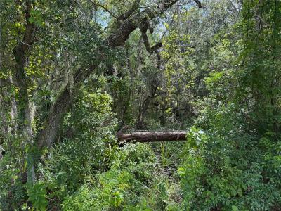 Pine Tree Drive, EUSTIS, Флорида 32726, Соединенные Штаты