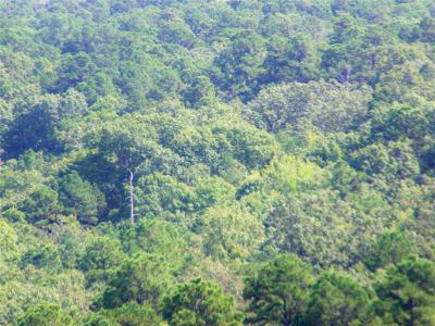 Mountain Road, Smithville, Oklahoma 74957, Estados Unidos