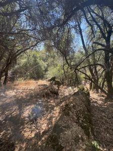 22529 Dog Bar, Grass Valley, California 95949