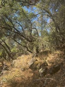 22529 Dog Bar, Grass Valley, California 95949