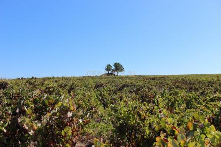 Palmela, Setúbal 2965-546, Portugal