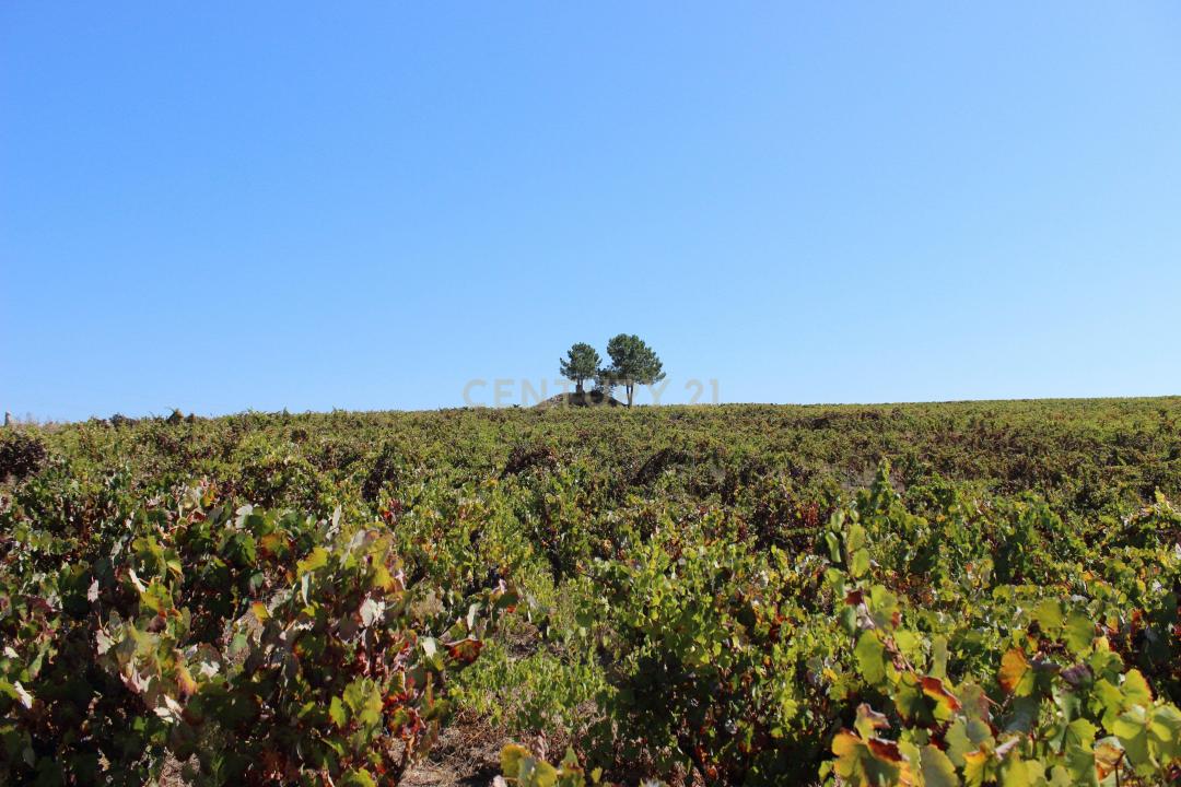 Palmela, 塞圖巴爾 2965-546, 葡萄牙