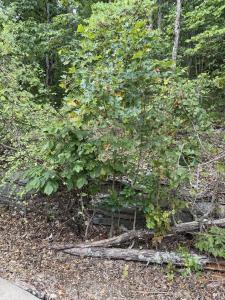 Tbd Skylee Drive, Hollister, Missouri 65672, USA