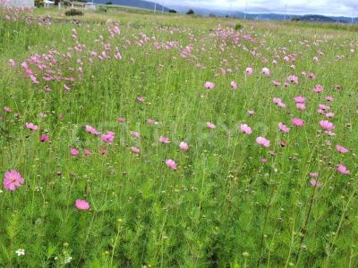 Huasca De Ocampo, イダルゴ 43530, メキシコ