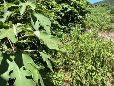 貓兒錠段後面小段, Zhubei City, Hsinchu County 302, 台湾