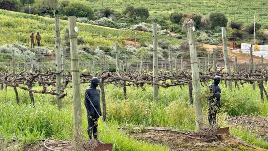 Stellenbosch, Western Cape, דרום אפריקה 