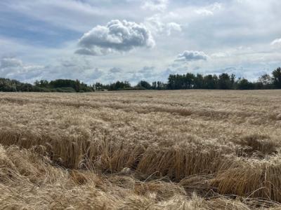 36-19-23 NW - Rm of Rossburn, Olha, מניטובה R0J 1K0, קנדה