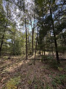 0 S Shady Grove Dr., Baldwin, מישיגן 49304, ארצות הברית של אמריקה 