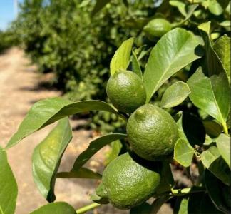 Highway 65 Highway 65 Citrus Ranch, Ducor, קליפורניה 93218, ארצות הברית של אמריקה 