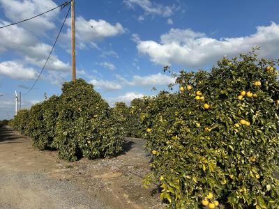 Highway 65 Highway 65 Citrus Ranch, Ducor, קליפורניה 93218, ארצות הברית של אמריקה 