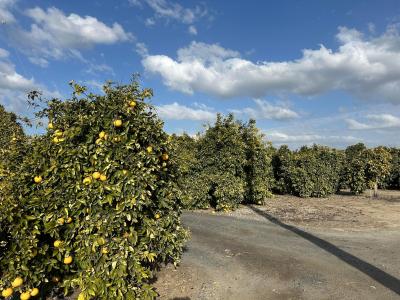 Highway 65 Highway 65 Citrus Ranch, Ducor, קליפורניה 93218, ארצות הברית של אמריקה 