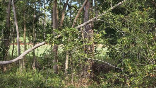 1008 Maccoa Dr., Conway, South Carolina 29526