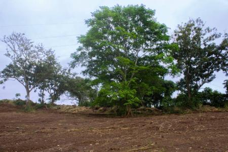 Naranjo Naranjo, アラフエラ 20602, コスタリカ