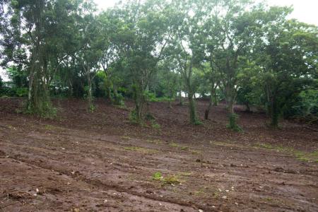 Naranjo Naranjo, アラフエラ 20602, コスタリカ