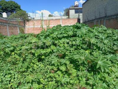 Queretaro Lote 24, Manzana 19-E,, Tlalnepantla De Baz, 墨西哥州 54150, 墨西哥