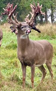 9880 Siemering Dr, Lake Tomahawk, 威斯康辛州 54487, 美国