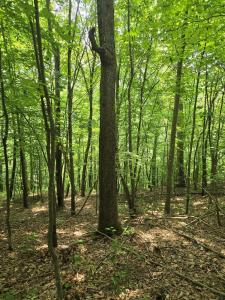 0 Stout Hollow Rd, Portsmouth, Ohio 45662