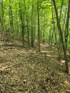 0 Stout Hollow Rd, Portsmouth, Ohio 45662