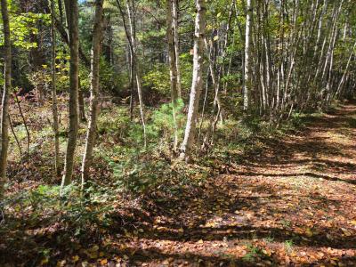 Lot 5 Sandy Ln, Land O Lakes, ויסקונסין 54540, ארצות הברית של אמריקה