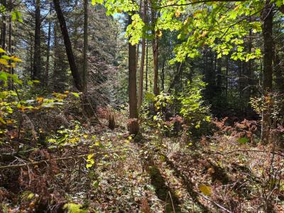 Lot 5 Sandy Ln, Land O Lakes, ויסקונסין 54540, ארצות הברית של אמריקה