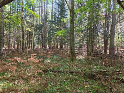 Lot 4 Sandy Ln, Land O Lakes, ויסקונסין 54540, ארצות הברית של אמריקה 