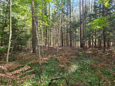 Lot 4 Sandy Ln, Land O Lakes, ויסקונסין 54540, ארצות הברית של אמריקה 