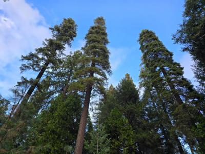 Blair Road, Pollock Pines, California 95726, USA