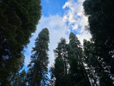 Blair Road, Pollock Pines, 加利福尼亚州 95726, 美国