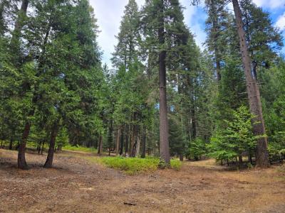 Blair Road, Pollock Pines, 加利福尼亚州 95726, 美国