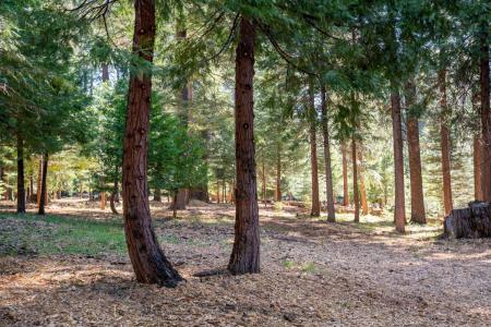 Blair Road, Pollock Pines, 加利福尼亚州 95726, 美国