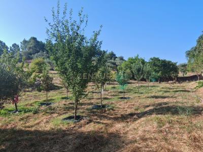 Sabugal, Guarda 6320-021, Portekiz