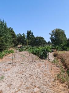 Sabugal, Guarda 6320-021, Portekiz