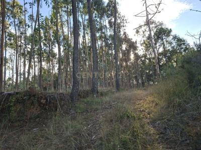 Soure, 코임브라 3130-062, 포르투갈