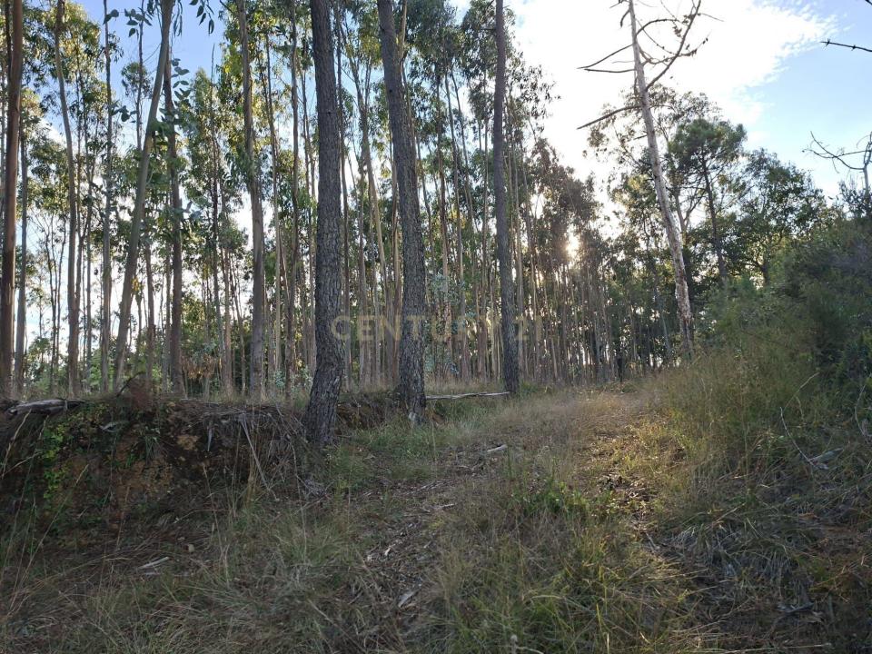 Soure, Coimbra 3130-062, Portogallo