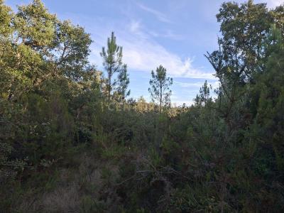 Soure, Coimbra 3130-062, Portogallo