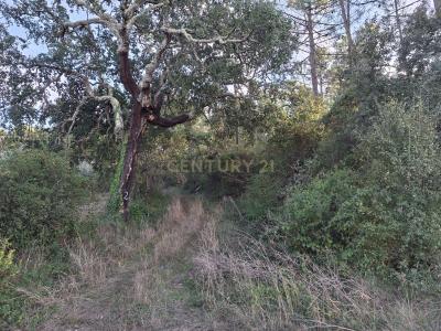 Soure, Coimbra 3130-062, Portogallo