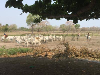 Norte, Santa Cruz 00001, 玻利維亞