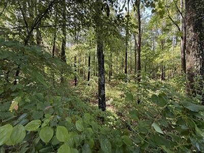 TBD CR 4194 Tract 2, Henderson, Texas 75654, États-Unis