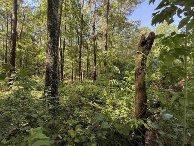 TBD CR 4194 Tract 2, Henderson, Texas 75654, États-Unis