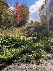 00 Duck Pond Road, Barton, Vermont 05822, Stati Uniti